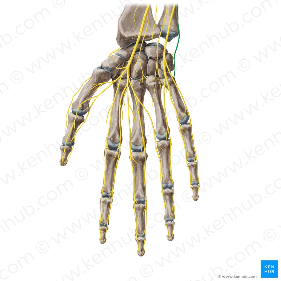 Ramus dorsalis nervi ulnaris (Rückseitiger Ast des Ellennervs); Bild: Yousun Koh