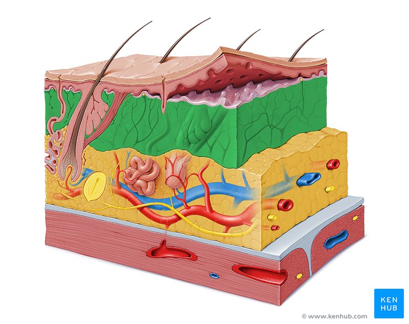 Recticular layer - cross-sectional view