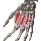 Dorsal interossei muscles of the hand