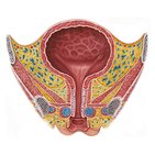 Bexiga urinária e uretra femininas