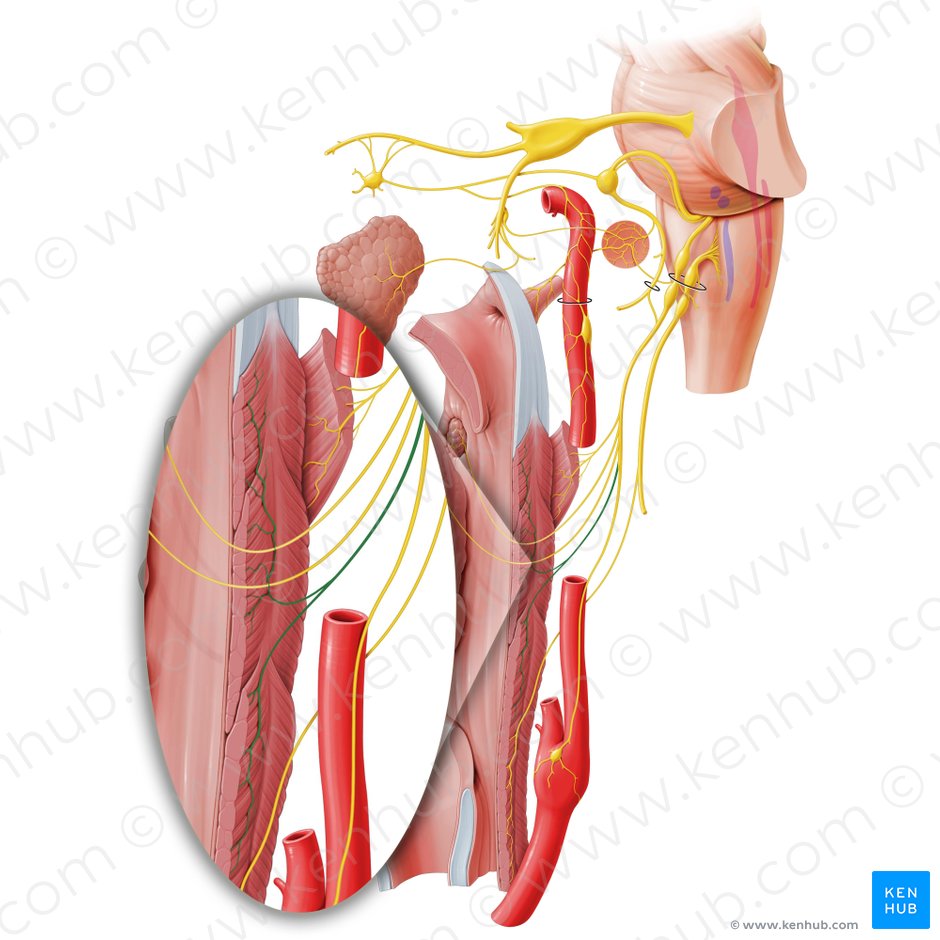 Ramos faríngeos del nervio glosofaríngeo (Rami pharyngei nervi glossopharyngei); Imagen: Paul Kim