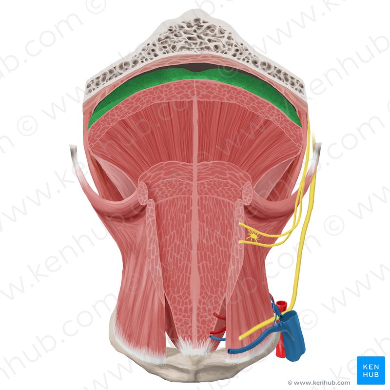Tongue: Nerve and blood supply (lingual artery) | Kenhub