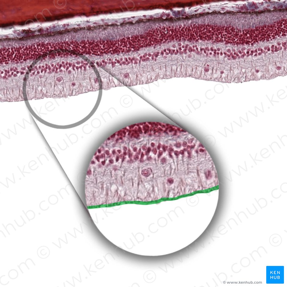 Inner limiting membrane of retina (Stratum limitans internum retinae); Image: 