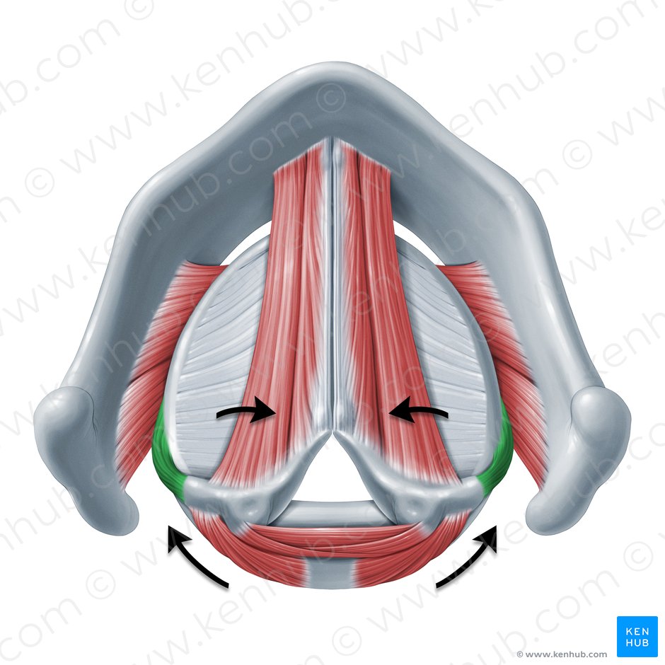 Functio musculi cricoarytenoidei lateralis (Funktion des seitlichen Ringknorpel-Stellknorpel-Muskels); Bild: Paul Kim
