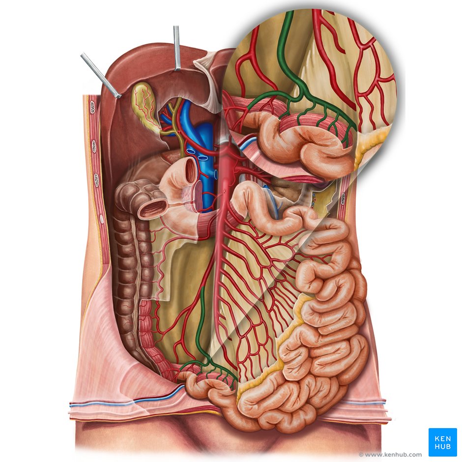 Ileocolic artery: Anatomy, branches, supply | Kenhub