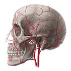Main arteries of the head and neck