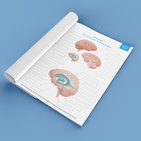 Parts of the brain: Learn with diagrams and quizzes