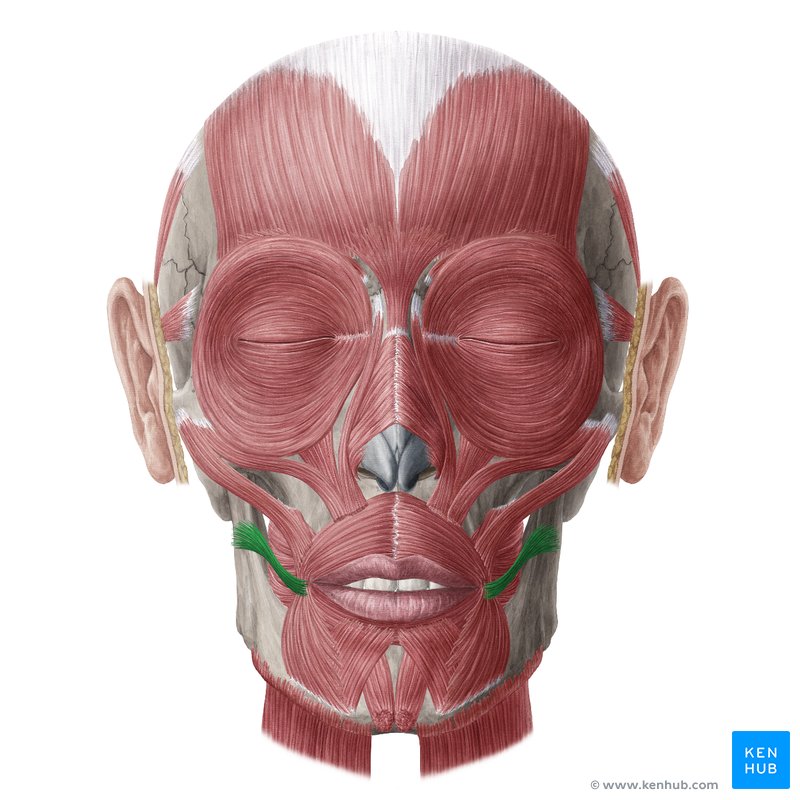 Facial muscles: Anatomy, function and clinical cases | Kenhub