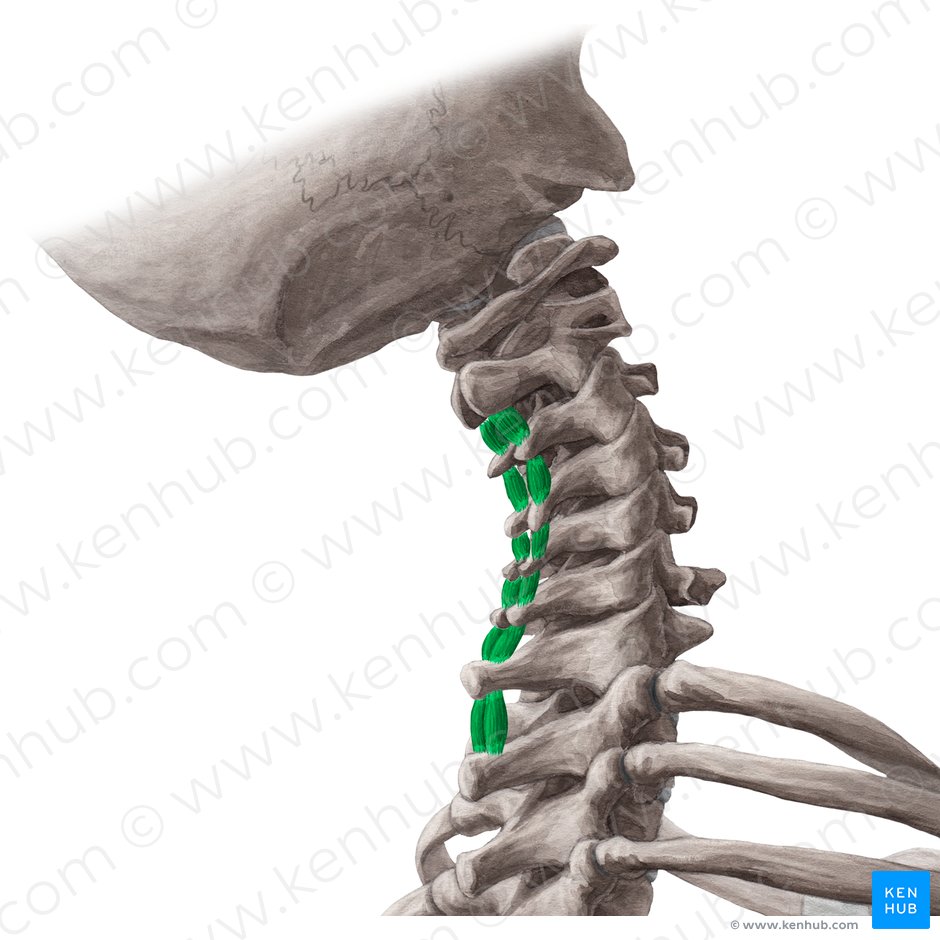 Músculos interespinosos cervicales (Musculi interspinales cervicis); Imagen: Yousun Koh