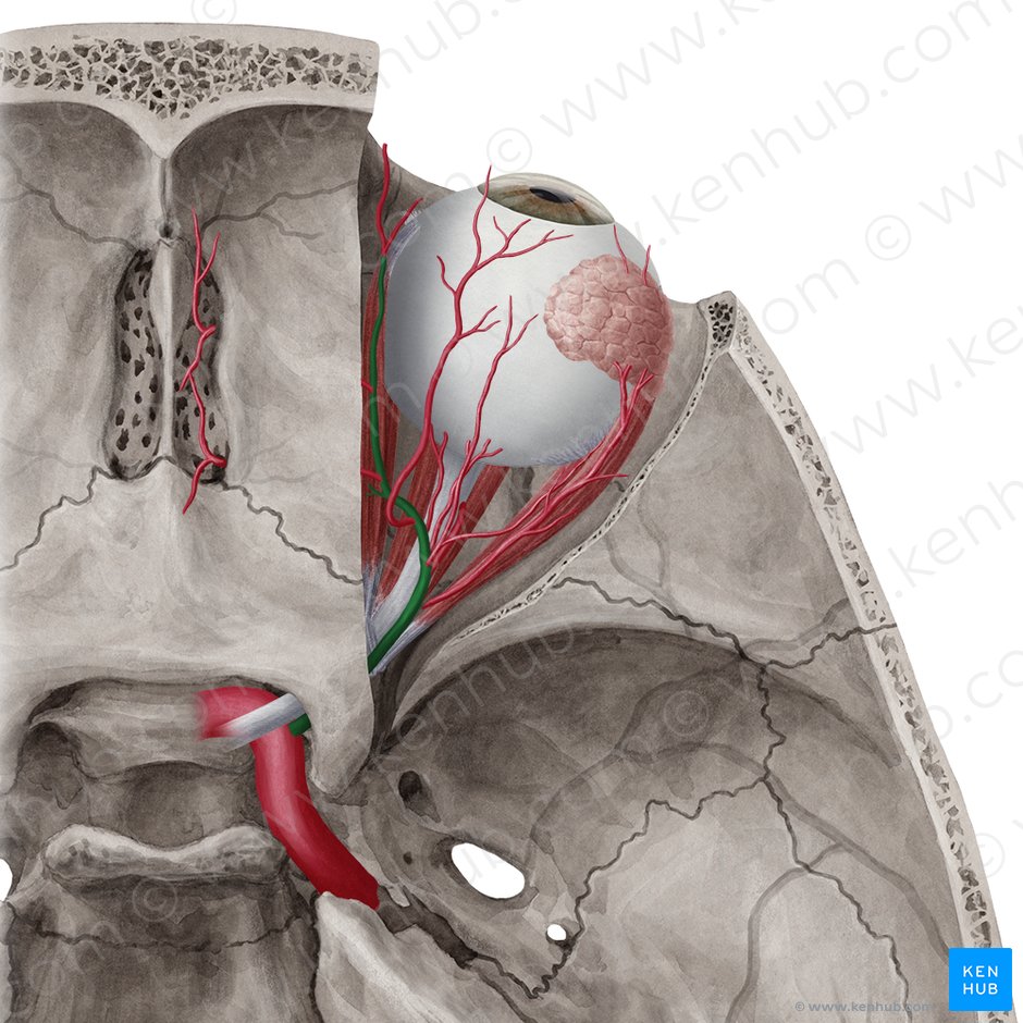 Arteria ophthalmica (Augenarterie); Bild: Yousun Koh