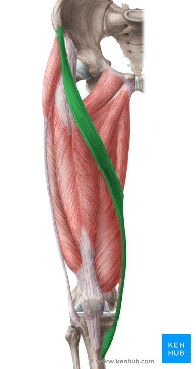 Sartorius muscle: Anatomy, origin, insertion, function | Kenhub