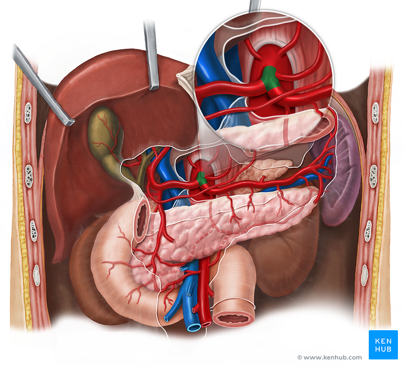 Stomach - Anatomy, Function, Properties | Kenhub