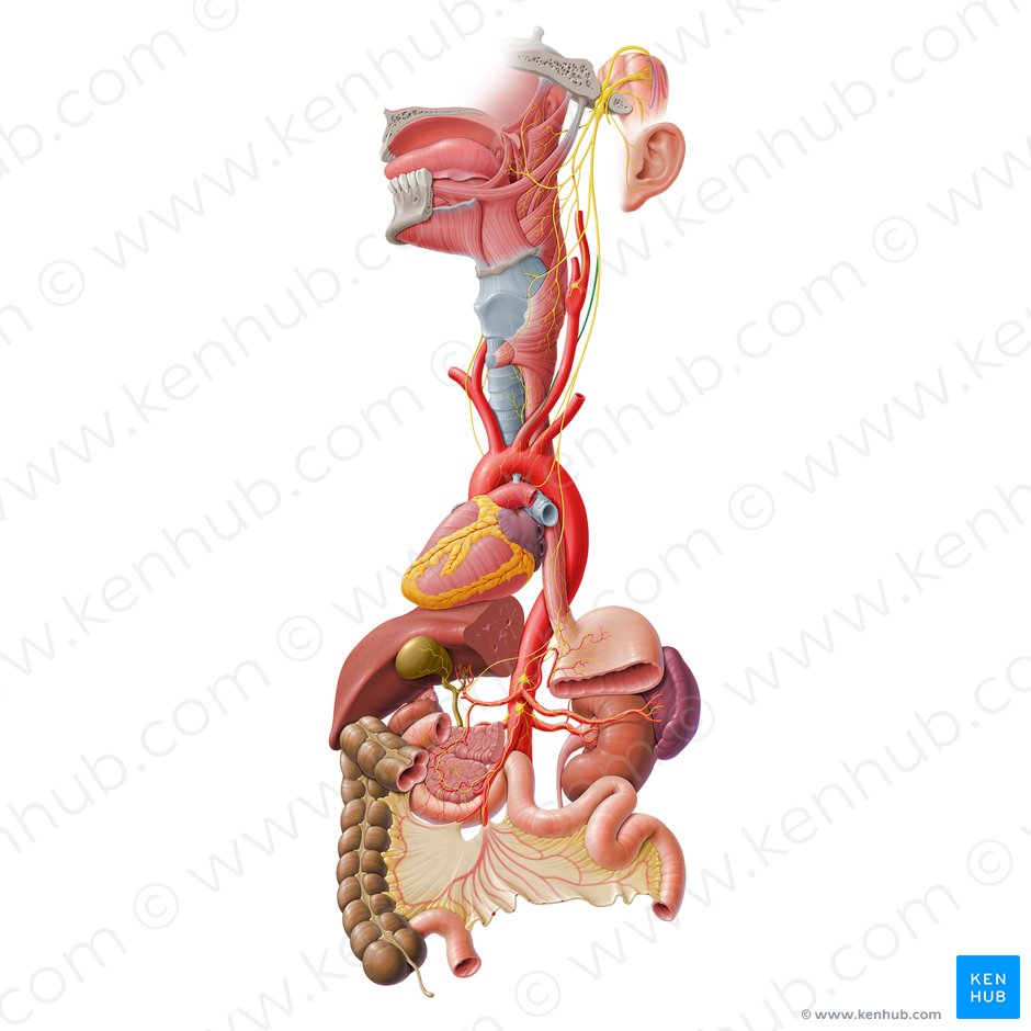 Ramo cardíaco cervical del nervio vago (Ramus cardiacus cervicalis superior nervi vagi); Imagen: Paul Kim