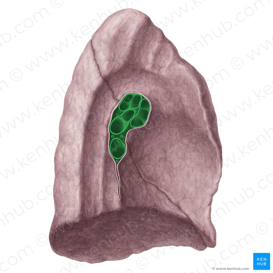 Hilio pulmonar (Hilum pulmonis); Imagen: Yousun Koh