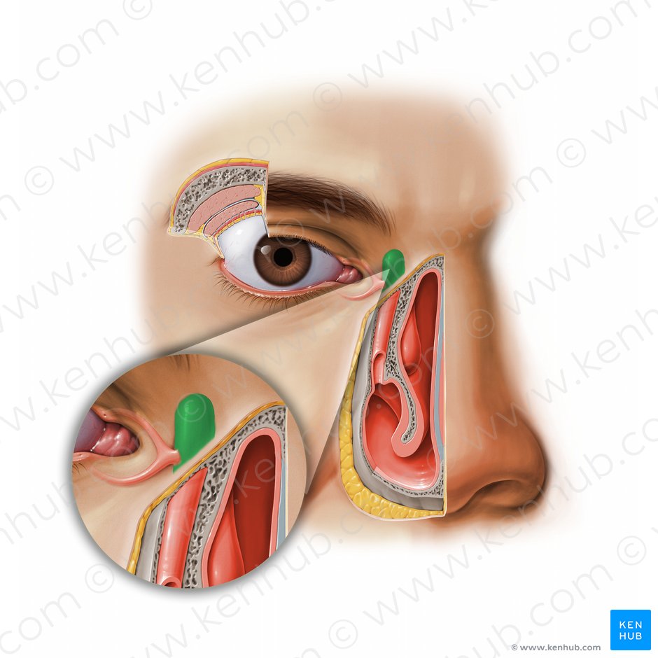 Lacrimal sac (Saccus lacrimalis); Image: Paul Kim