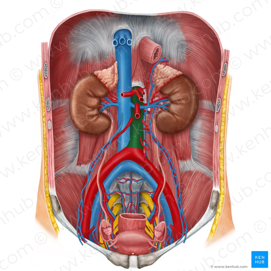 Aorta abdominal (Aorta abdominalis); Imagem: Irina Münstermann