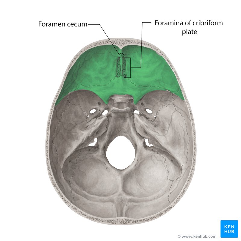 Foramina of anterior cranial fossa - superior view