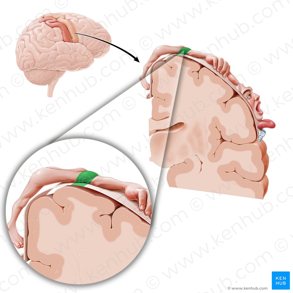 Córtex motor do ombro (Cortex motorius regionis omi); Imagem: Paul Kim