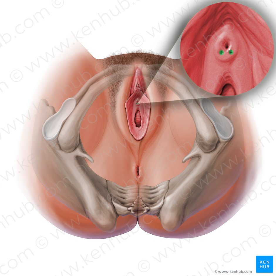 Orificio del conducto de la glándula vestibular menor (Ostium glandulae paraurethralis); Imagen: Paul Kim