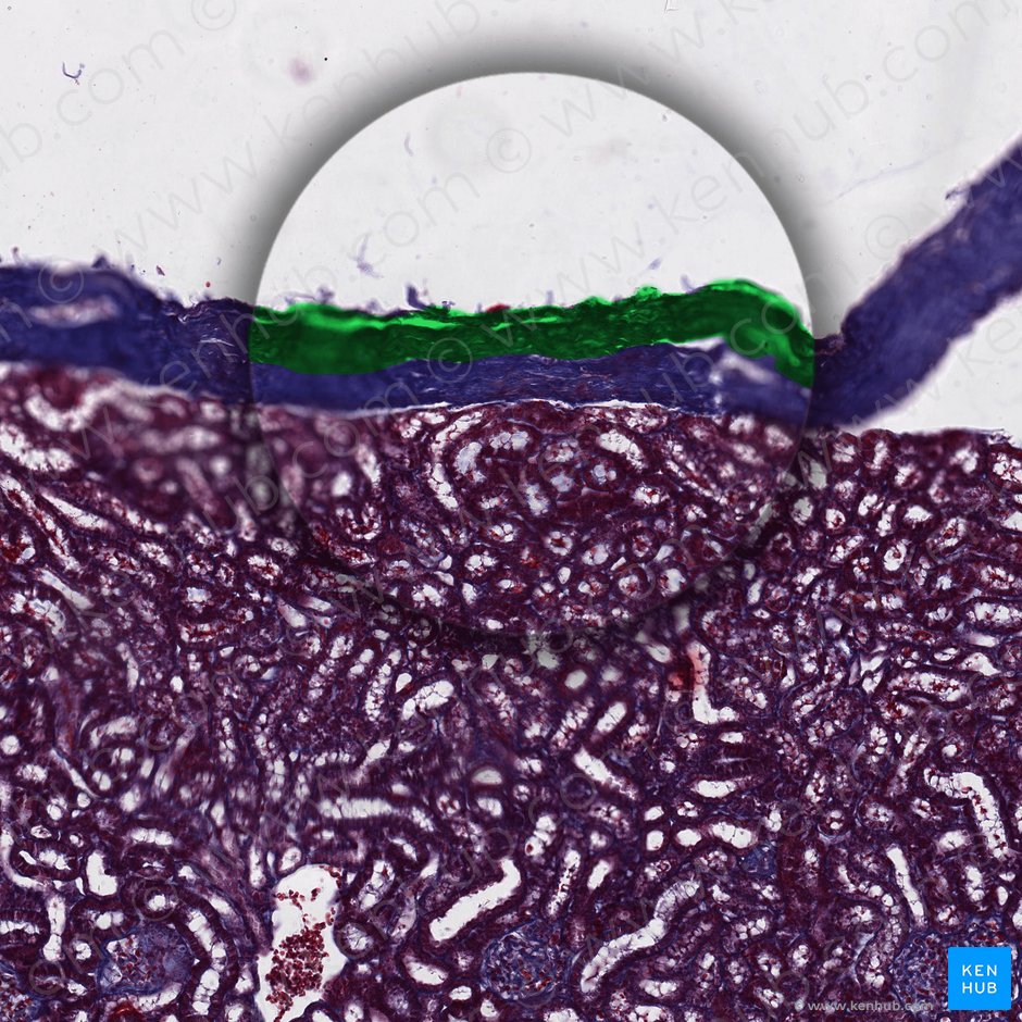 Outer layer of renal capsule (Stratum externa capsulae renis); Image: 