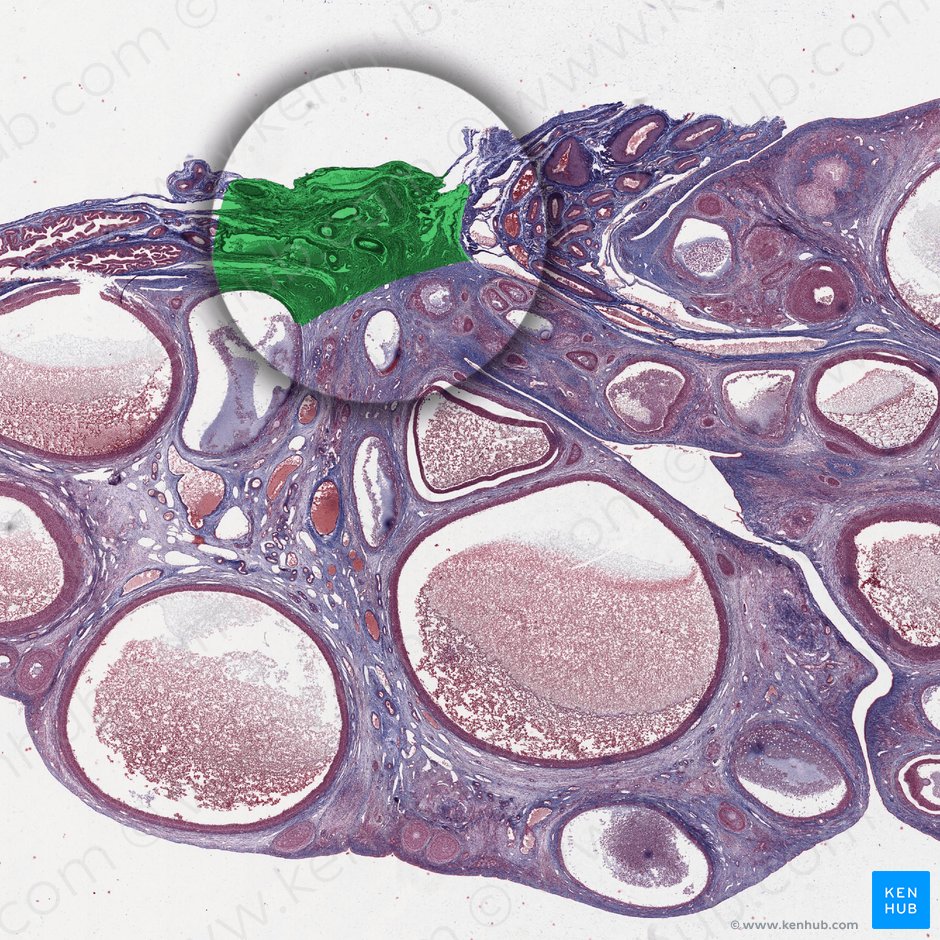 Hilio del ovario (Hilum ovarii); Imagen: 