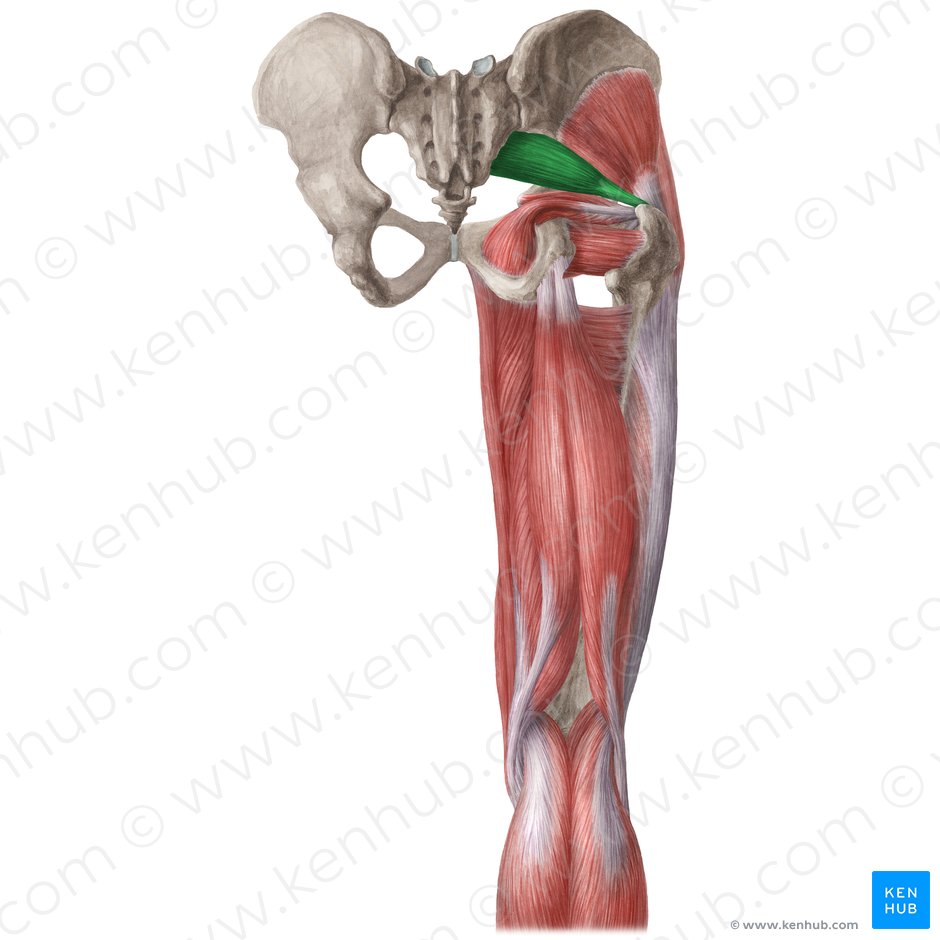 Músculo piriforme (Musculus piriformis); Imagem: Liene Znotina