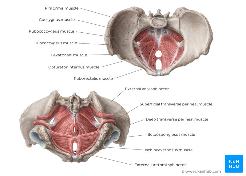 Pelvis and Perineum: Anatomy, vessels, nerves | Kenhub