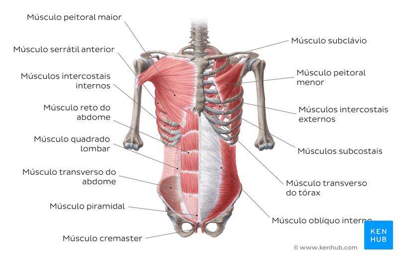 Músculos ventrais do tronco - um resumo