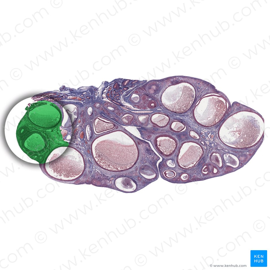 Corteza del ovario (Cortex ovarii); Imagen: 