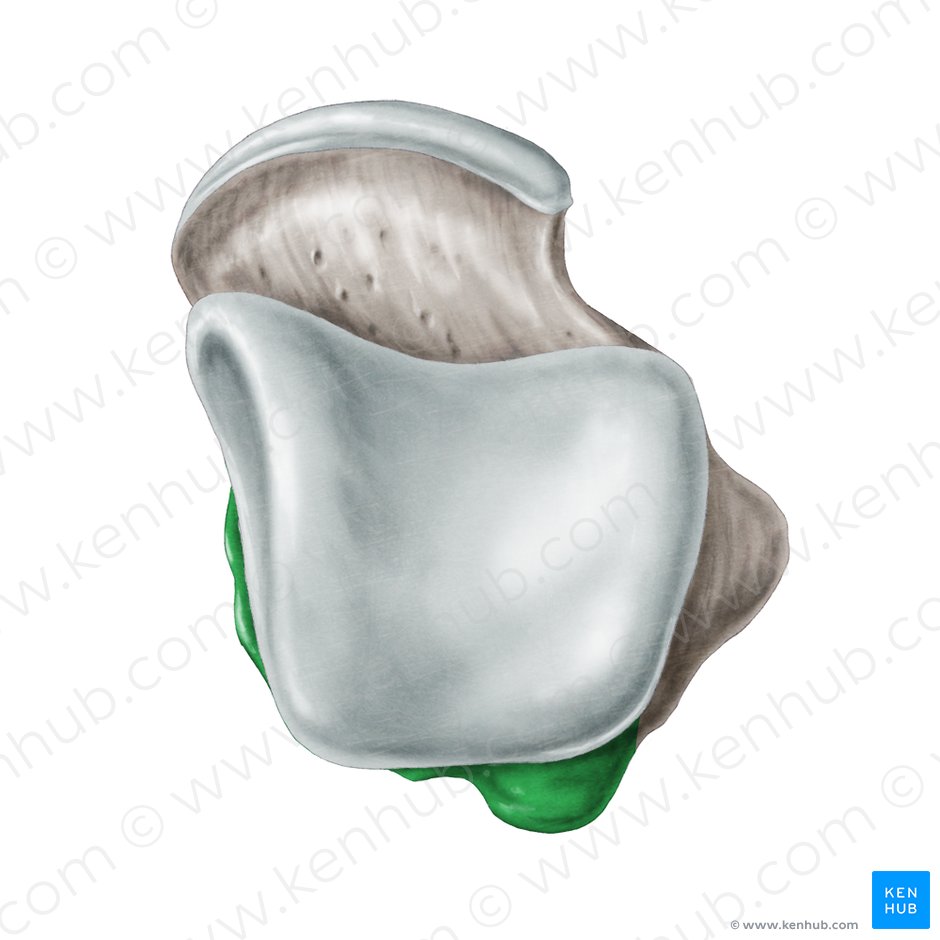 Proceso posterior del talus (Processus posterior ossis tali); Imagen: Samantha Zimmerman