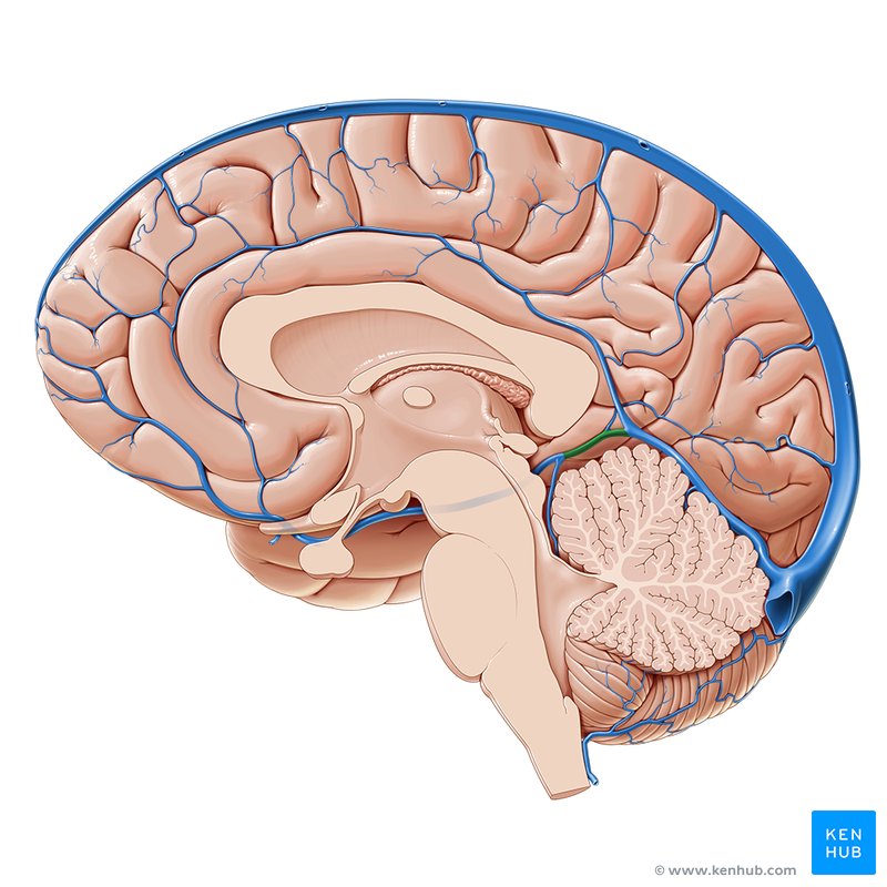 Veins of the brain: Anatomy and clinical notes | Kenhub