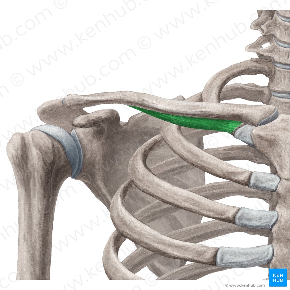 Músculo subclavio (Musculus subclavius); Imagen: Yousun Koh