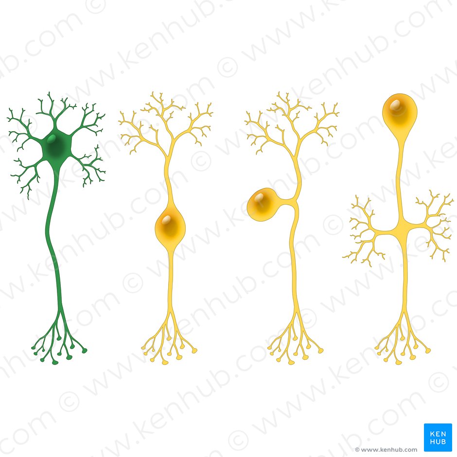 Neurona multipolar (Neuron multipolare); Imagen: Paul Kim