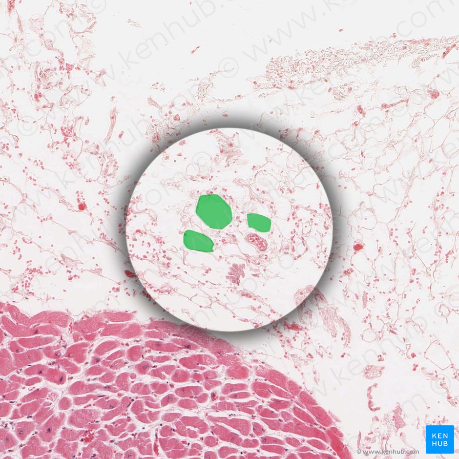 Adipocitos (Adipocytus); Imagen: 