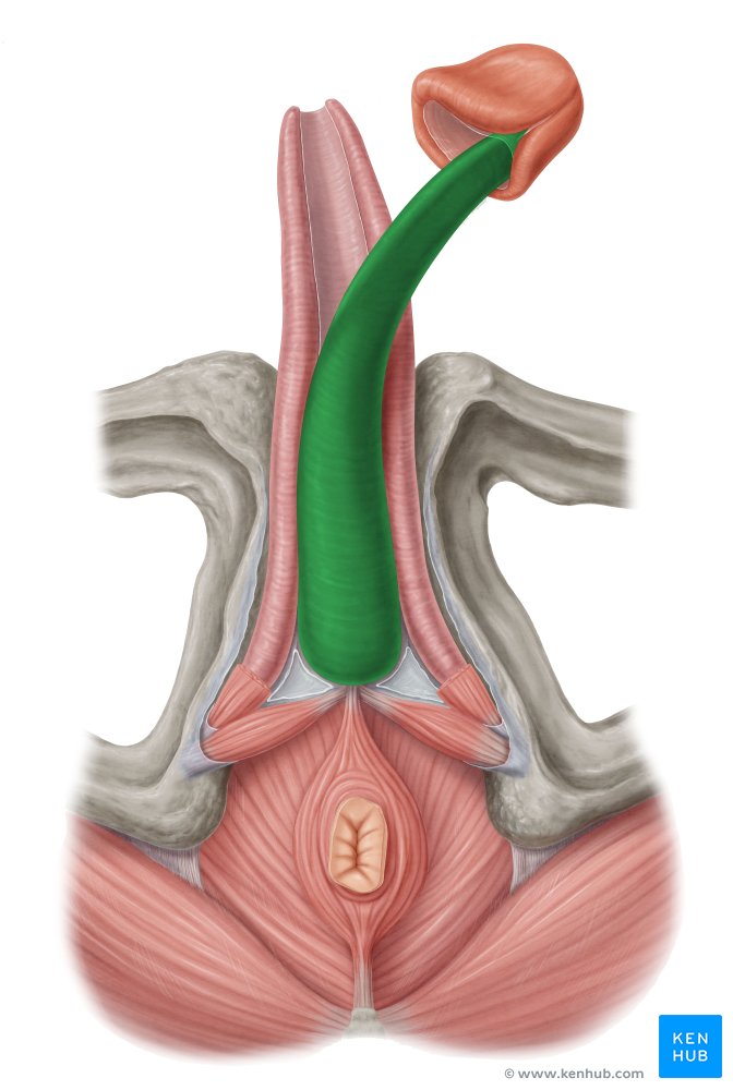 Spongious body of penis - caudal view
