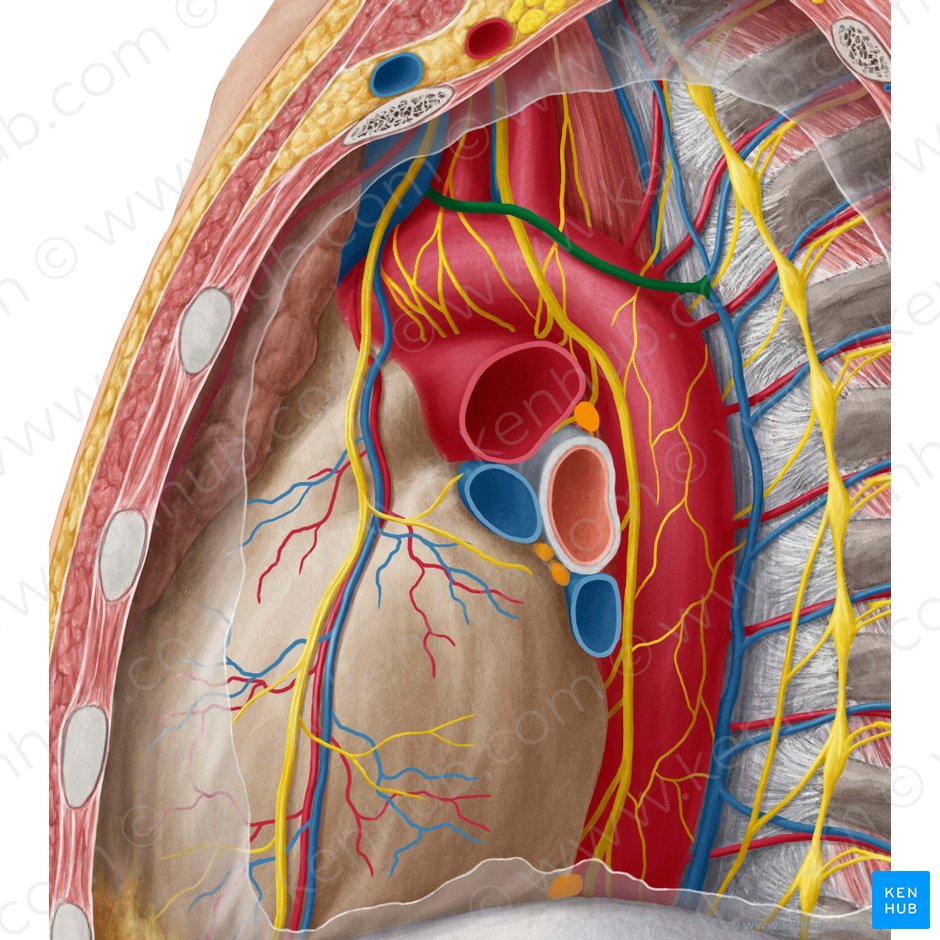 Bronchial veins: Anatomy, tributaries, drainage | Kenhub