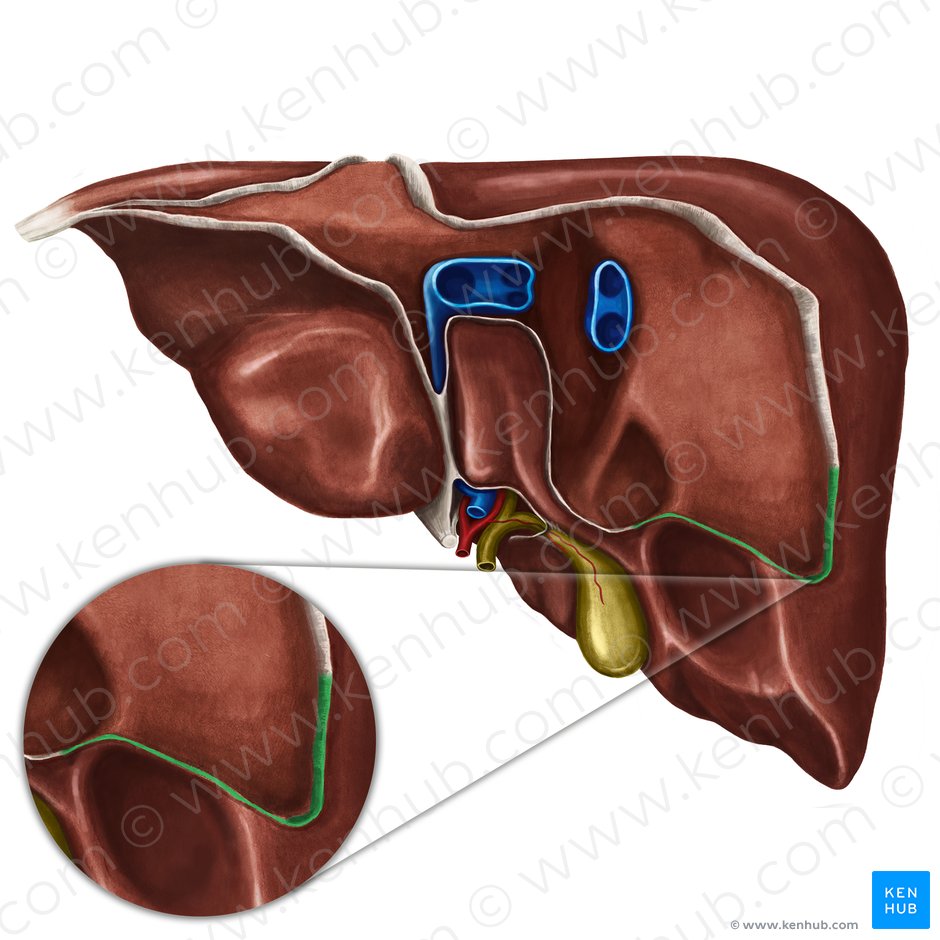 Ligamento triangular derecho del hígado (Ligamentum triangulare dextrum hepatis); Imagen: Irina Münstermann