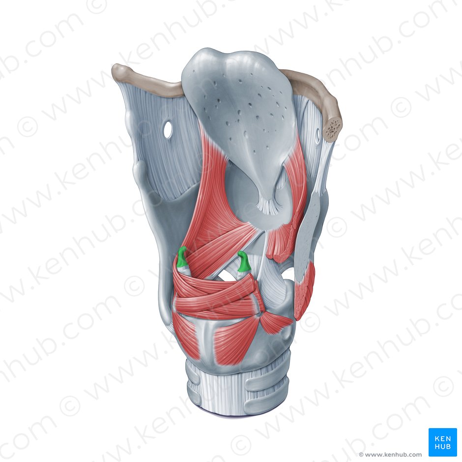 Corniculate cartilage (Cartilago corniculata); Image: Paul Kim
