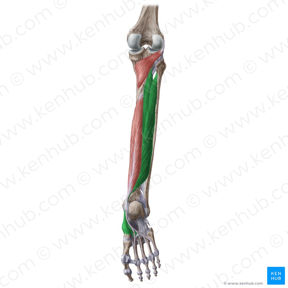 Músculo tibial posterior (Musculus tibialis posterior); Imagem: Liene Znotina