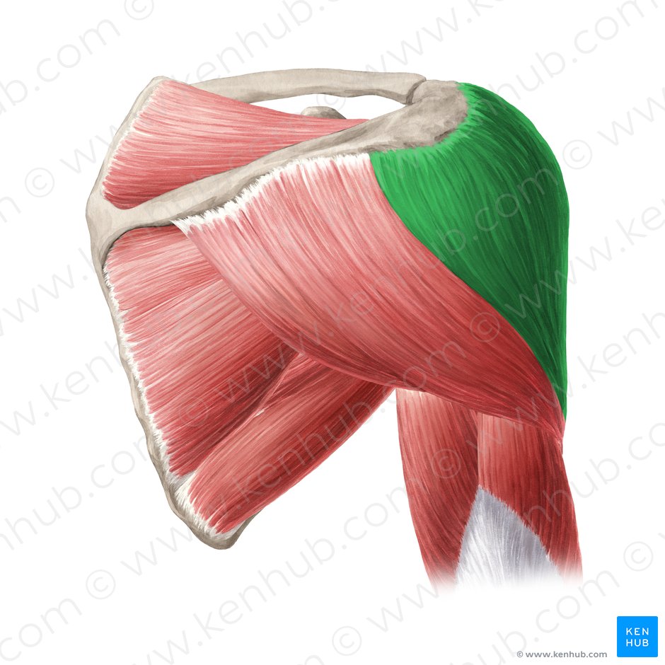 Pars acromialis musculi deltoideus (Schulterhöhenteil des Deltamuskels); Bild: Yousun Koh