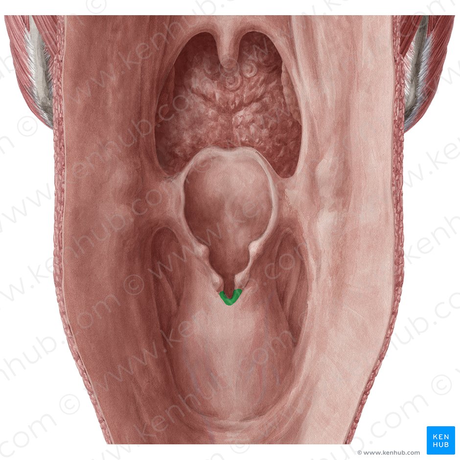 Interarytenoid notch (Incisura interarytenoidea); Image: Yousun Koh