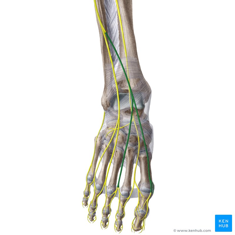 Interphalangeal joints of the foot: Anatomy and function | Kenhub