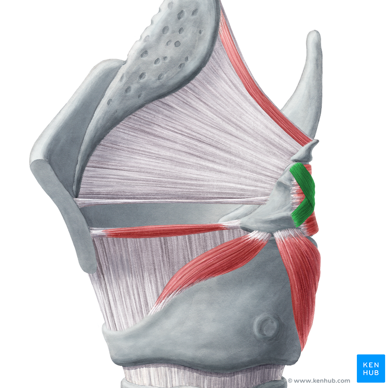 Larynx Anatomy - Cartilages, Ligaments and Muscles | Kenhub