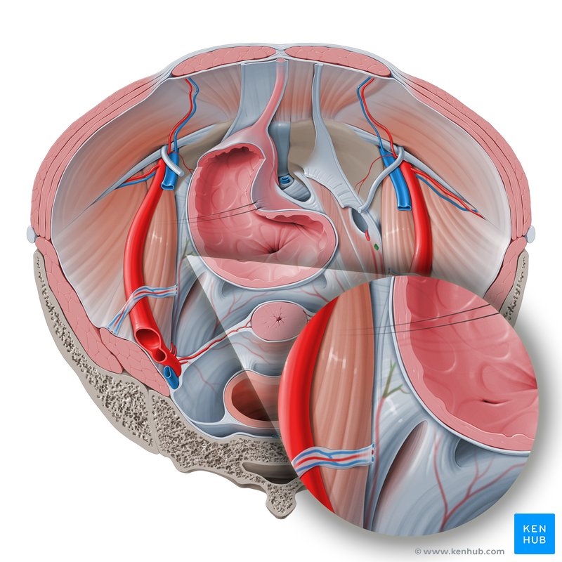 Superior vesical artery (Arteria vesicalis superior)