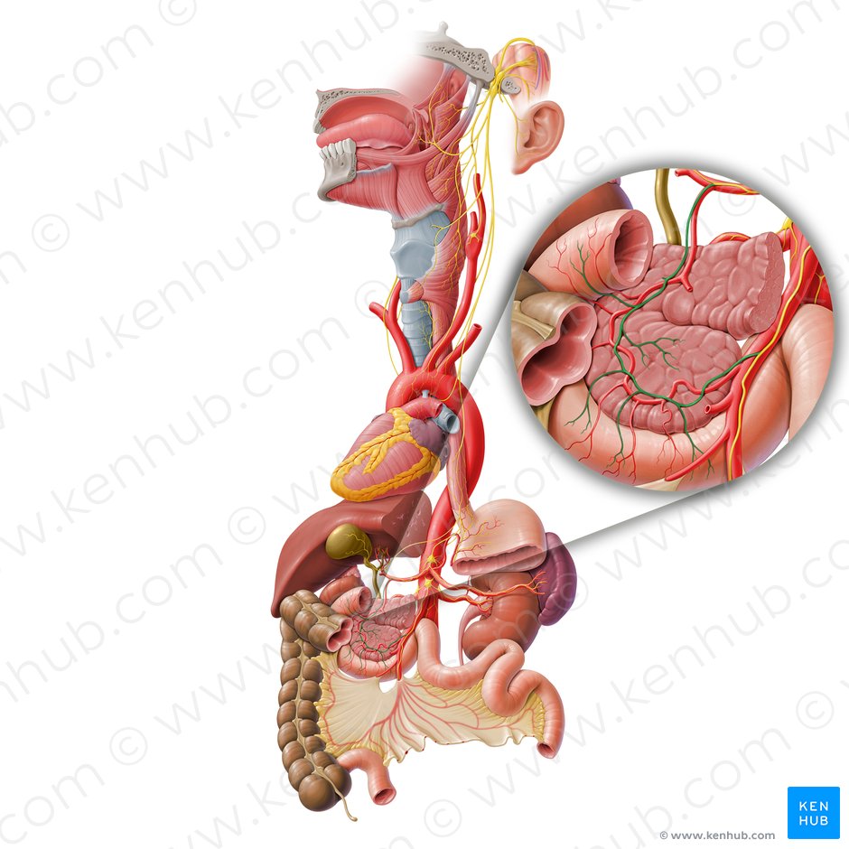 Pancreatic plexus (Plexus pancreaticus); Image: Paul Kim