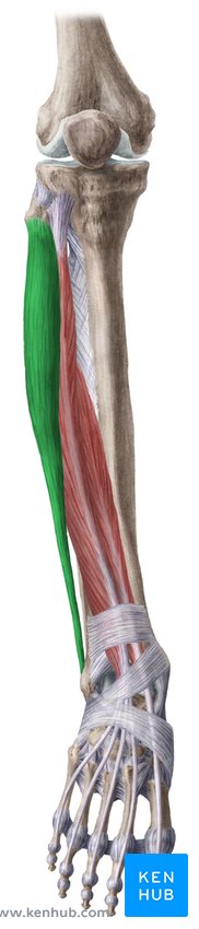 Fibularis longus muscle: Origin, insertion, actions | Kenhub