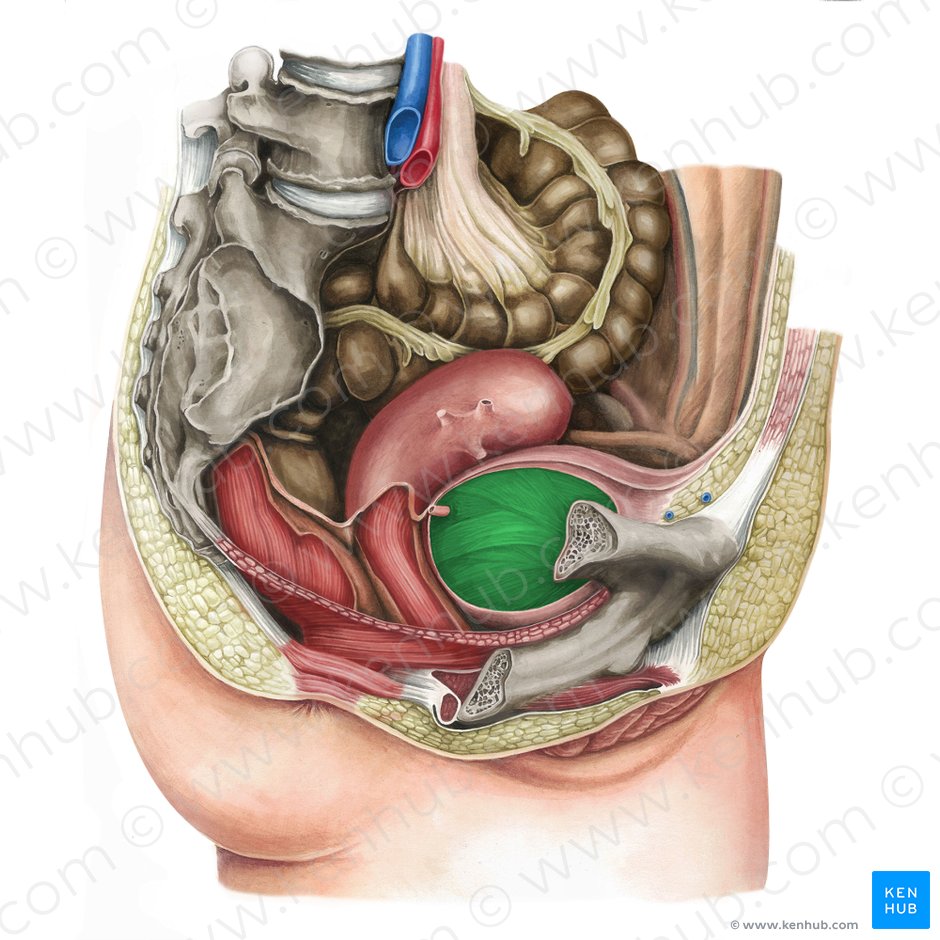 Urinary bladder (Vesica urinaria); Image: Irina Münstermann