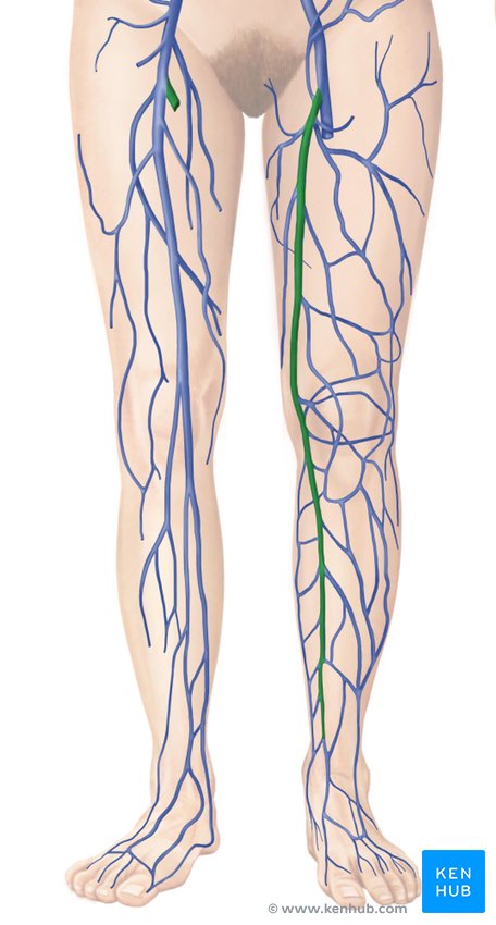 great saphenous vein drains into
