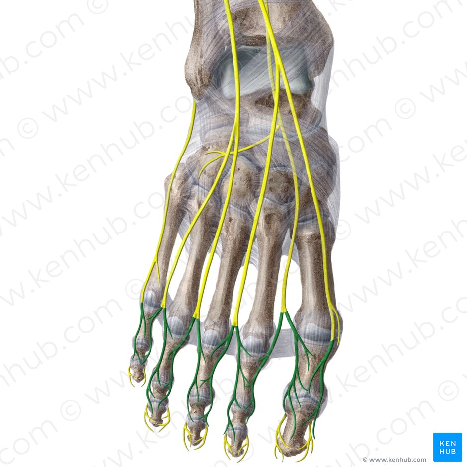 Nervios digitales dorsales del pie (Nervi digitales dorsales pedis); Imagen: Liene Znotina