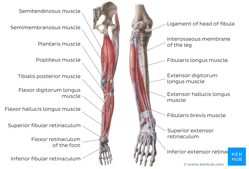 Muscles Of The Leg Quizzes And Labeled Diagrams Kenhub